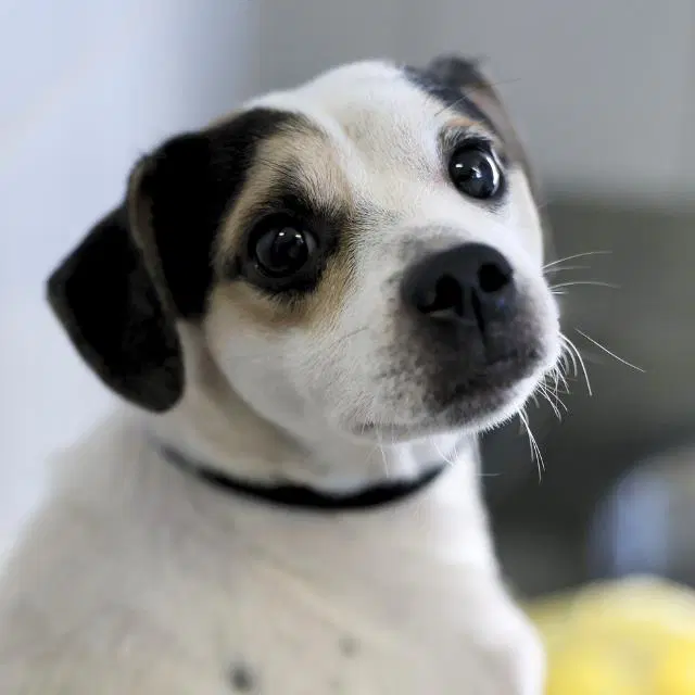 Dallas - Chihuahua