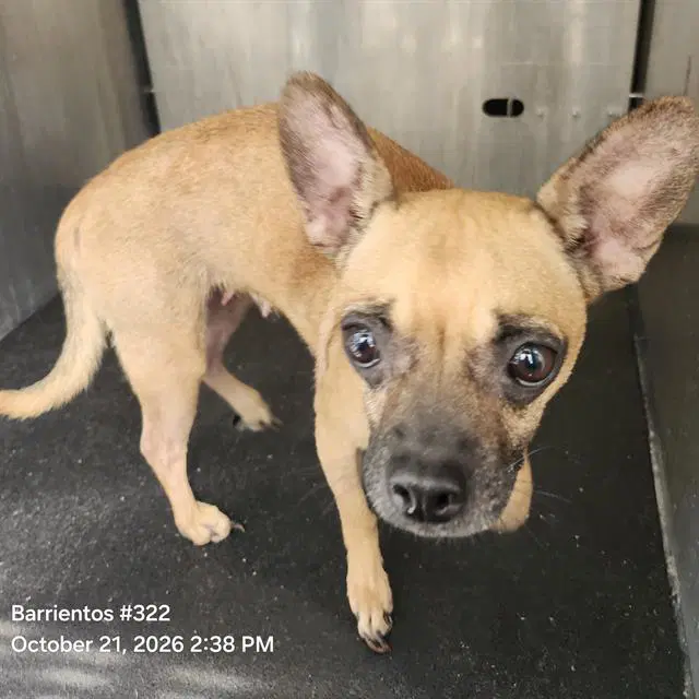 Nala - Chihuahua