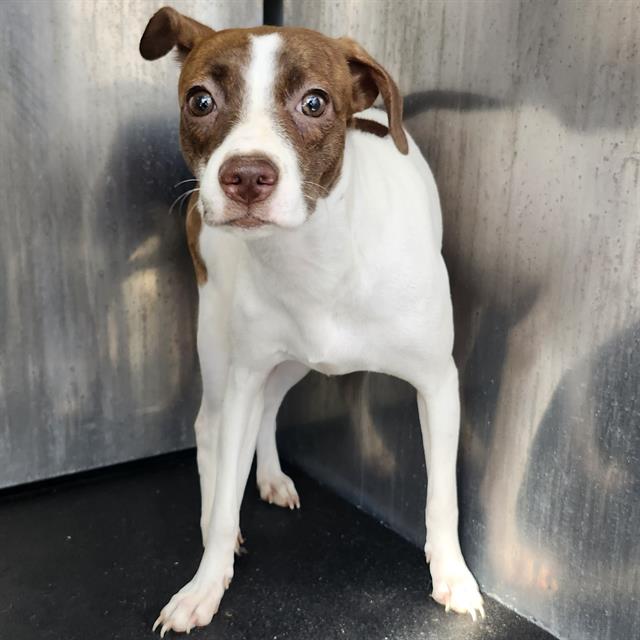 Moe
