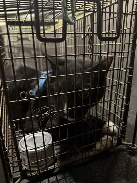 Jose - Domestic Short Hair