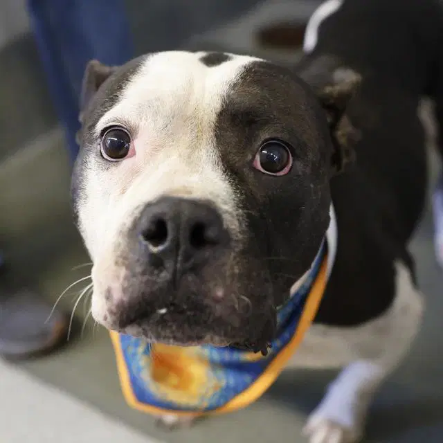Deena - American Staffordshire Terrier