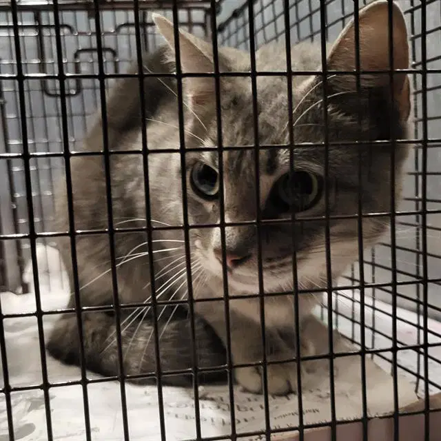 Felix - Domestic Short Hair