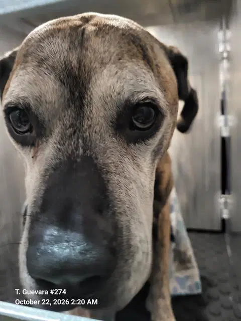 Tyko - Boxer