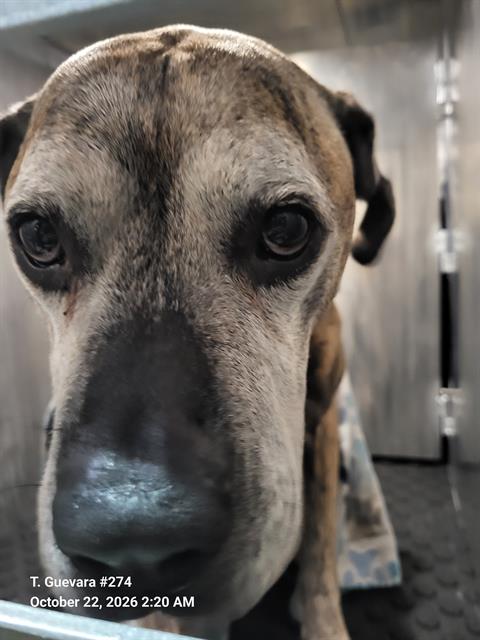Tyko