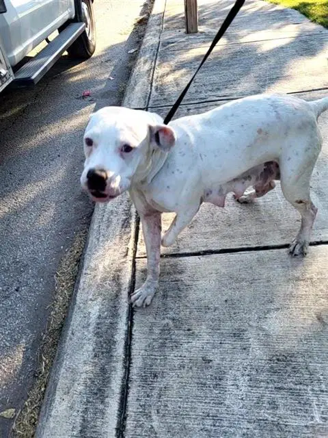 Roxy - American Staffordshire Terrier