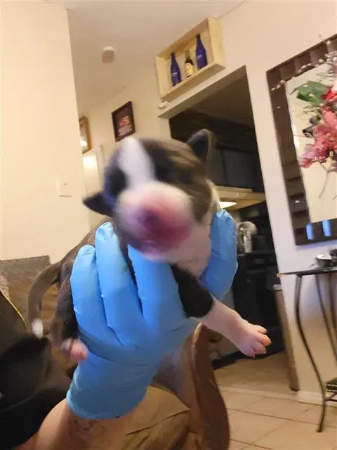 Egan - American Staffordshire Terrier