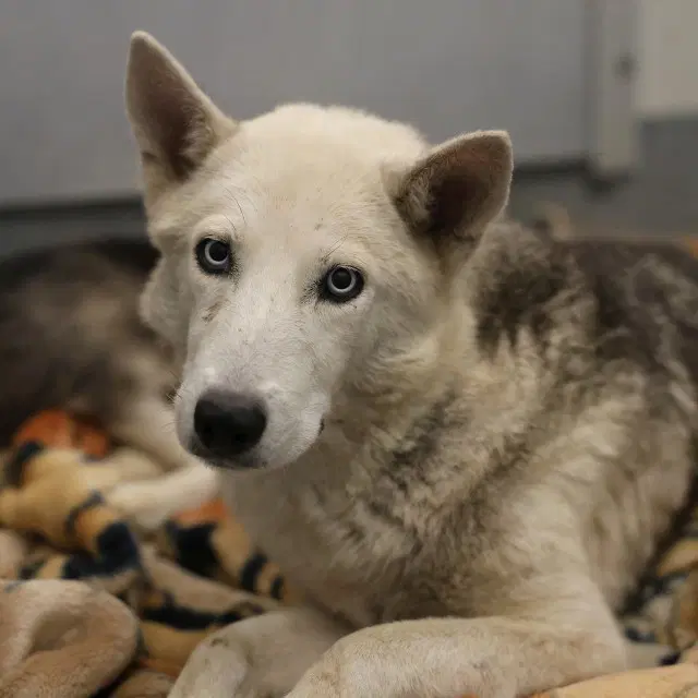 Max - Husky
