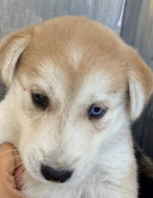 Unknown - Husky