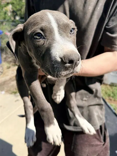 Rover - American Staffordshire Terrier