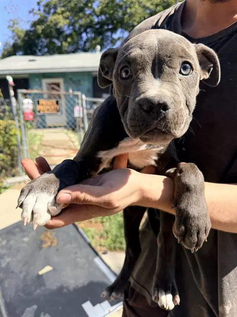 Max - American Staffordshire Terrier