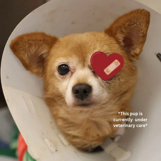 Nikalus - Chihuahua