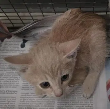 Riff - Domestic Short Hair