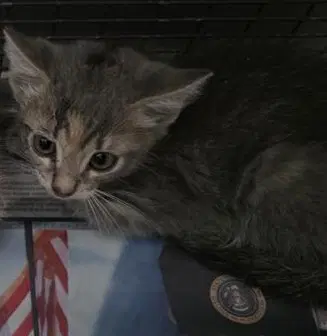 Raff - Domestic Short Hair