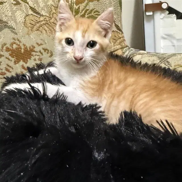Julius - Domestic Short Hair