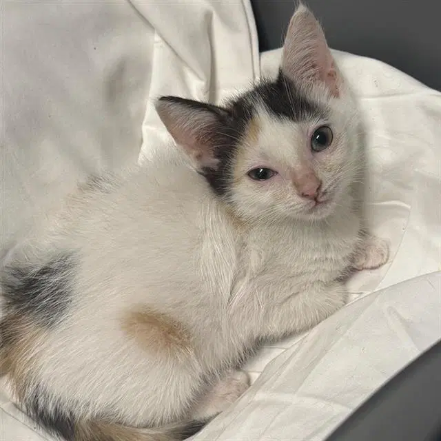 Rose - Domestic Short Hair