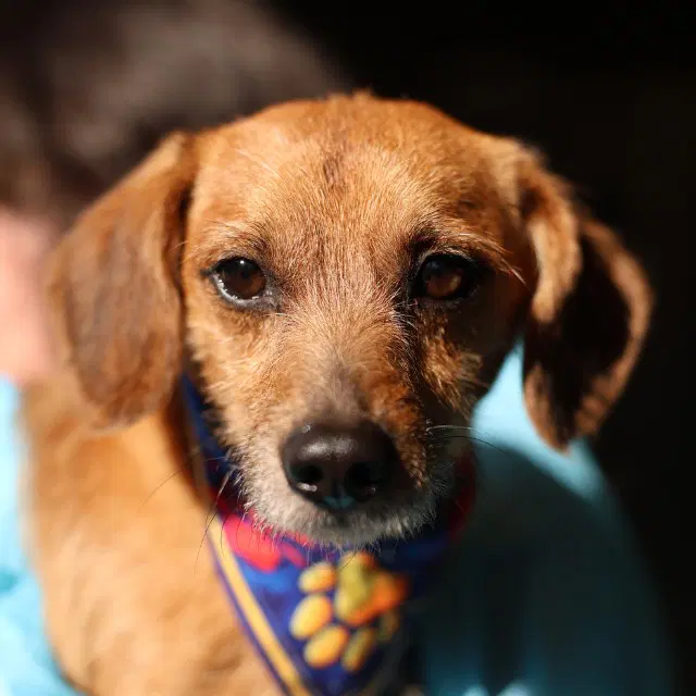 Wilfred - Dachshund