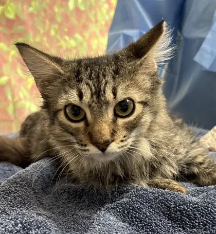 Mclovin - Domestic Medium Hair