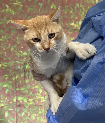 Jimonthee - Domestic Short Hair