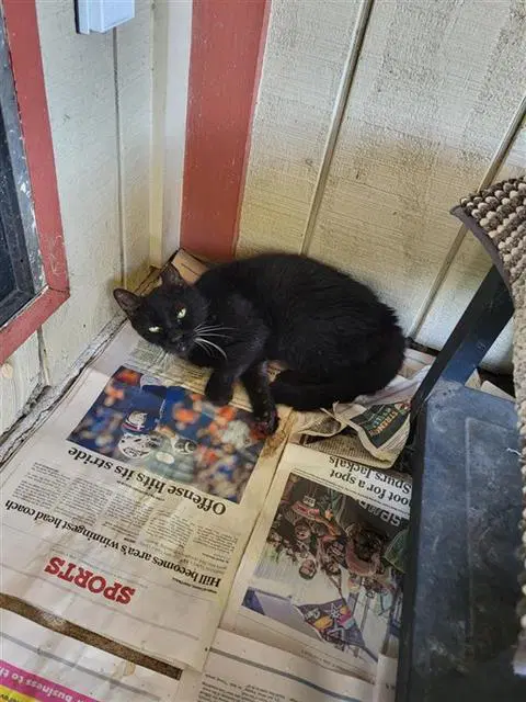 Jane - Domestic Short Hair