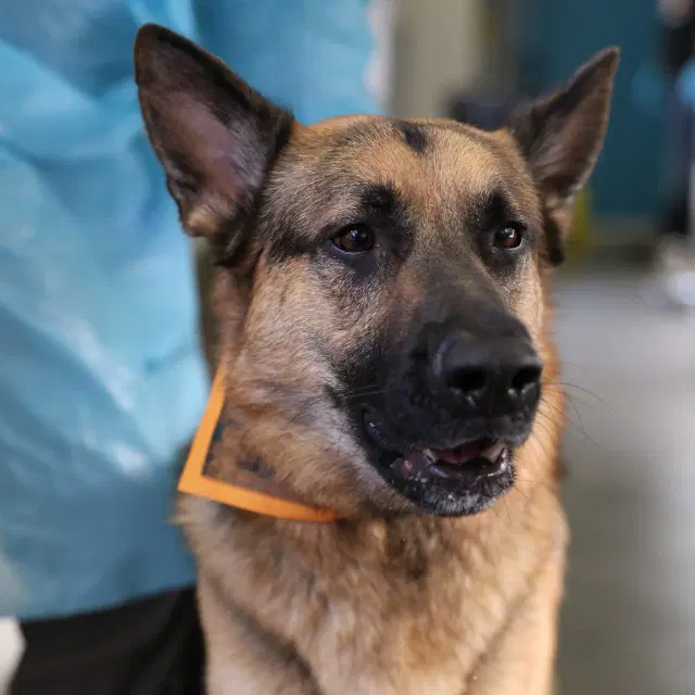 Bear - German Shepherd Dog