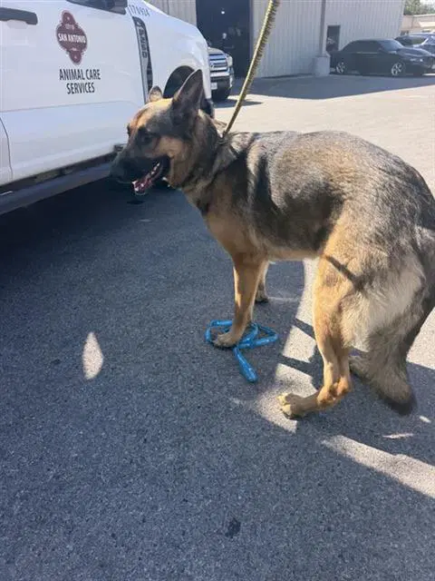 Moose - German Shepherd Dog