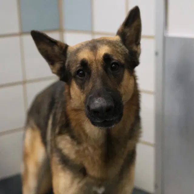 Moose - German Shepherd Dog