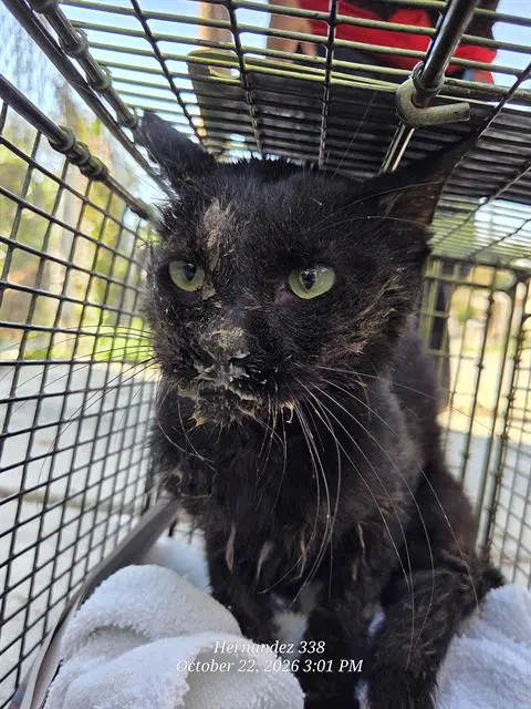 Peter - Domestic Short Hair