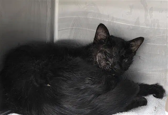 Peter - Domestic Short Hair