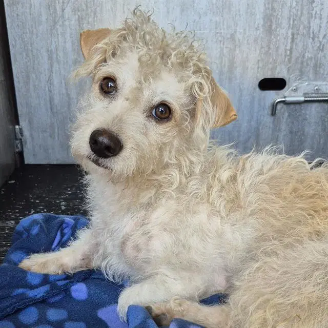 Biscuit - Terrier