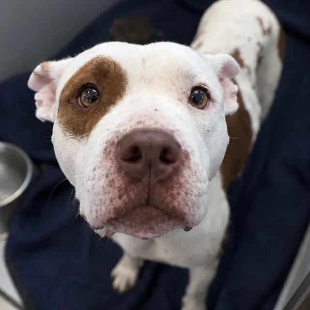 Cecilia - American Staffordshire Terrier