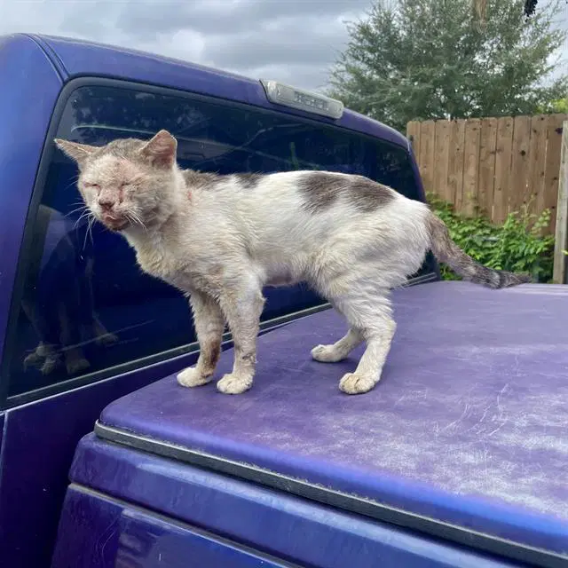 Maddox - Domestic Short Hair