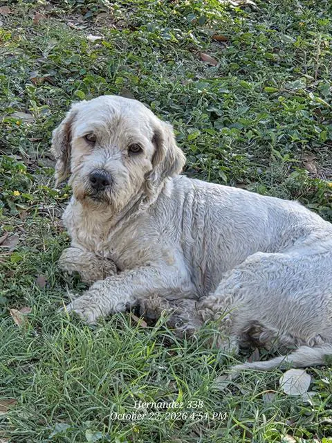 Remus - Poodle (Miniature)