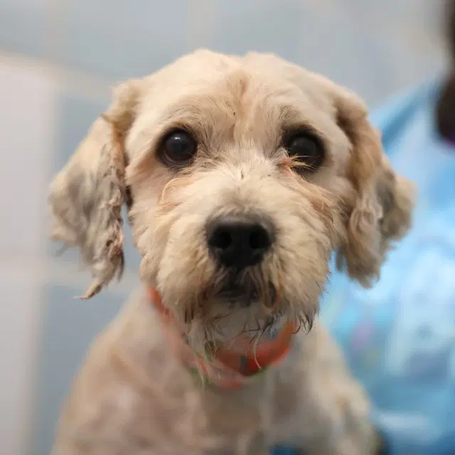 Remus - Poodle (Miniature)