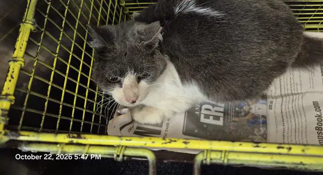 Jenny - Domestic Short Hair