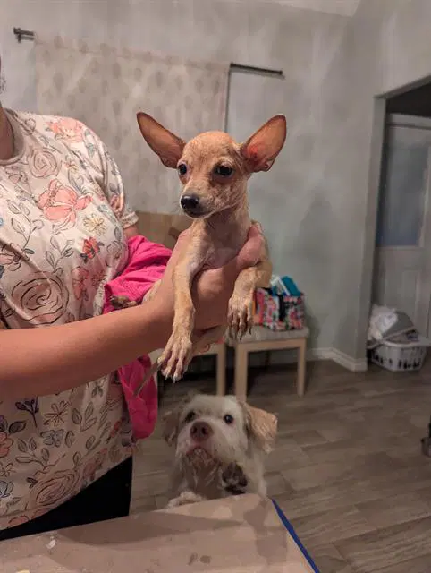 Gizmo - Chihuahua