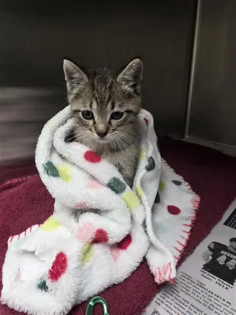 Handsome Chansome - Domestic Short Hair