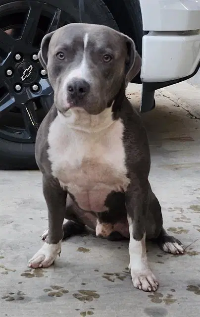 Lennon - American Staffordshire Terrier