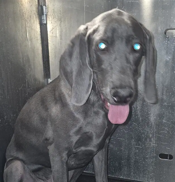 Pana Aguilar - Weimaraner
