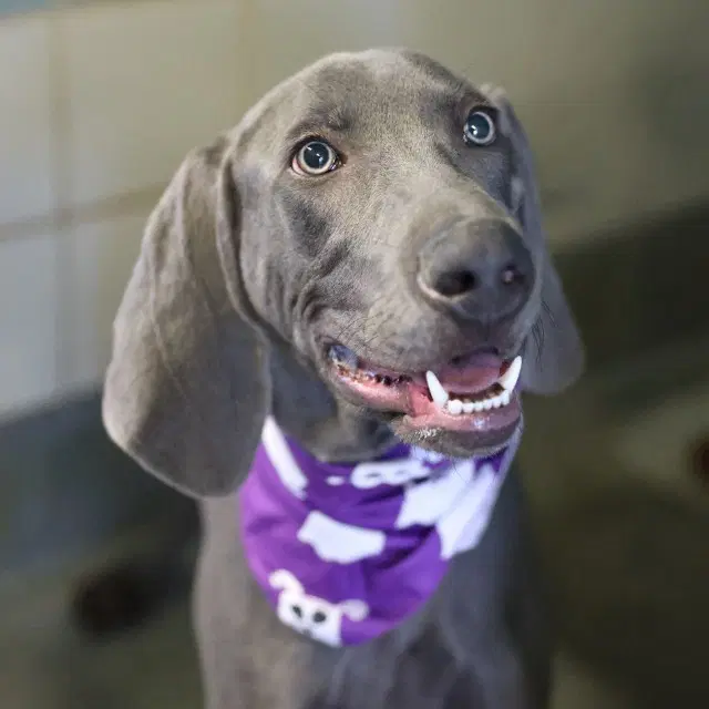 Pana Aguilar - Weimaraner