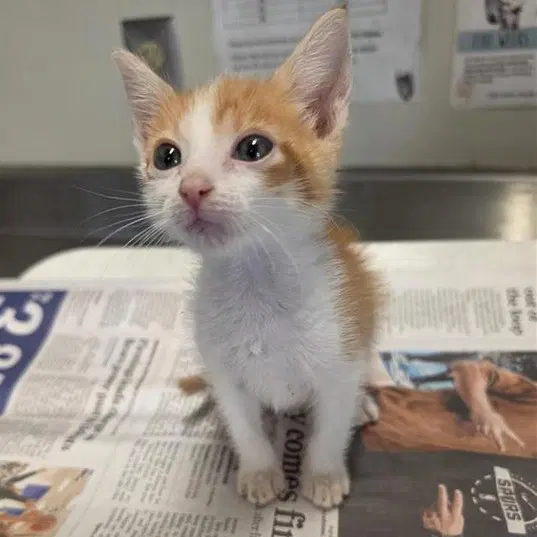 Barrett - Domestic Short Hair