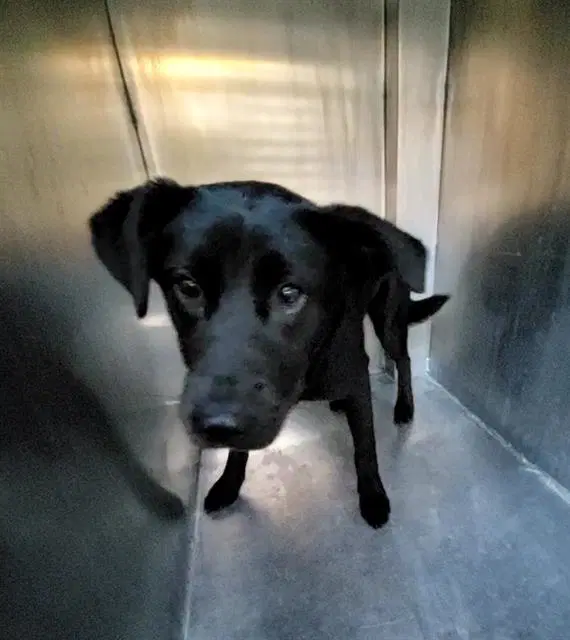 Sadie - Labrador Retriever