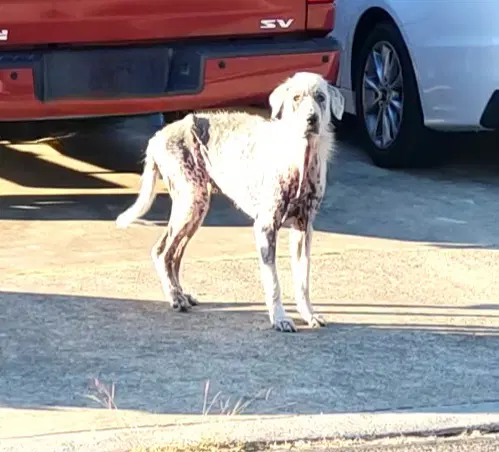 Precious - Great Pyrenees