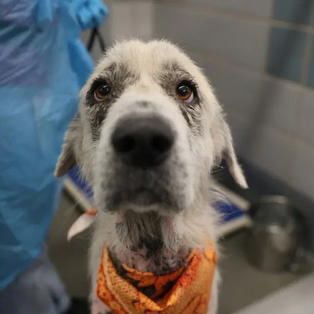 Precious - Great Pyrenees