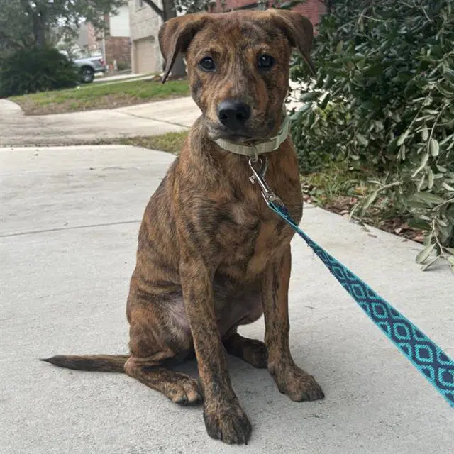 Klein - Plott Hound
