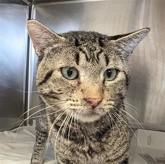 Tommy - Domestic Short Hair