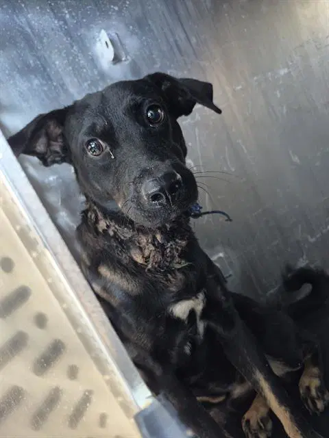 Peter Pibbles - American Staffordshire Terrier