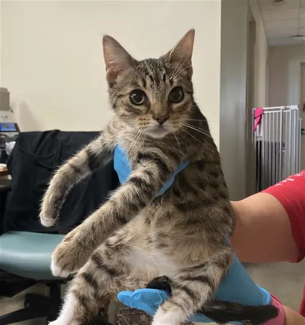 Socks - Domestic Short Hair