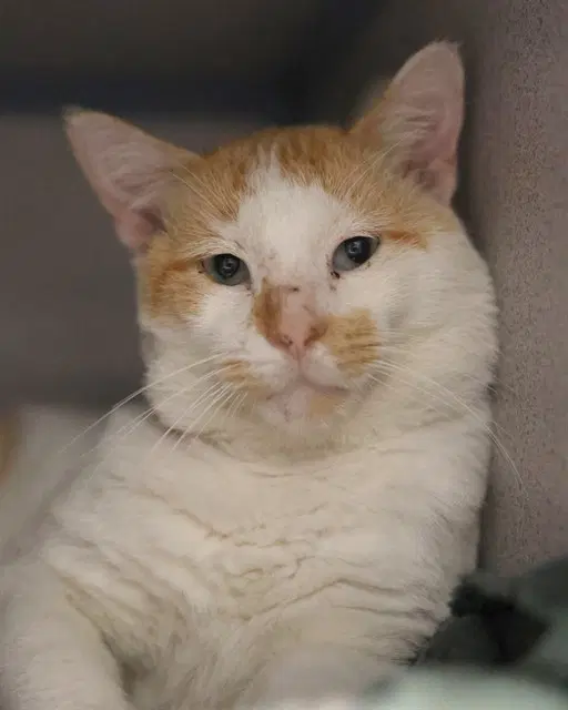 Caramel - Domestic Short Hair