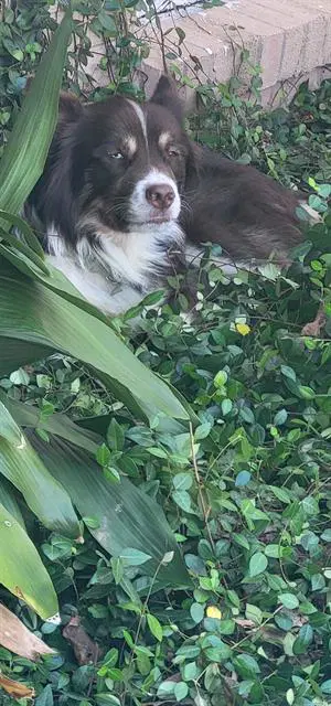 Merlin - Australian Shepherd