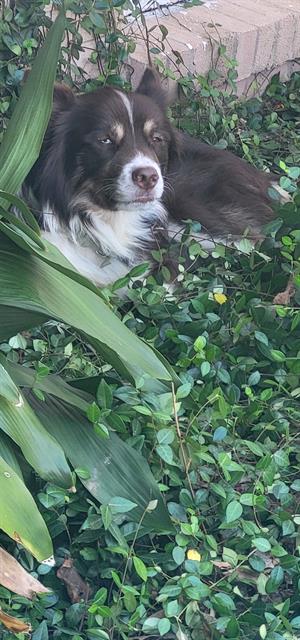 Merlin